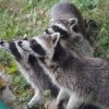 Kinderfeuerwehr - Tagesausflug in das Wisentgehege Springe 11.08.2018